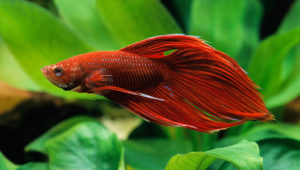 How Long Do Betta Fish Live How Long Do Betta Fish Live